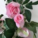 Roseranke, Rosa Roser