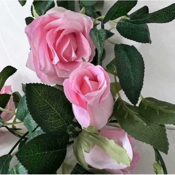 Roseranke, Rosa Roser