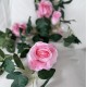 Roseranke, Rosa Roser