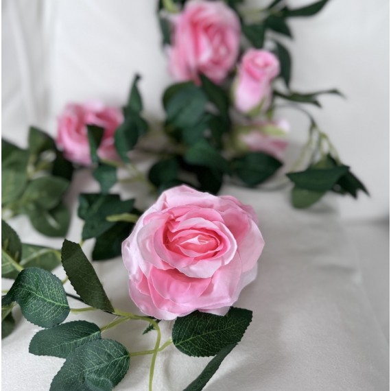 Roseranke, Rosa Roser