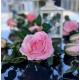 Roseranke, Rosa Roser