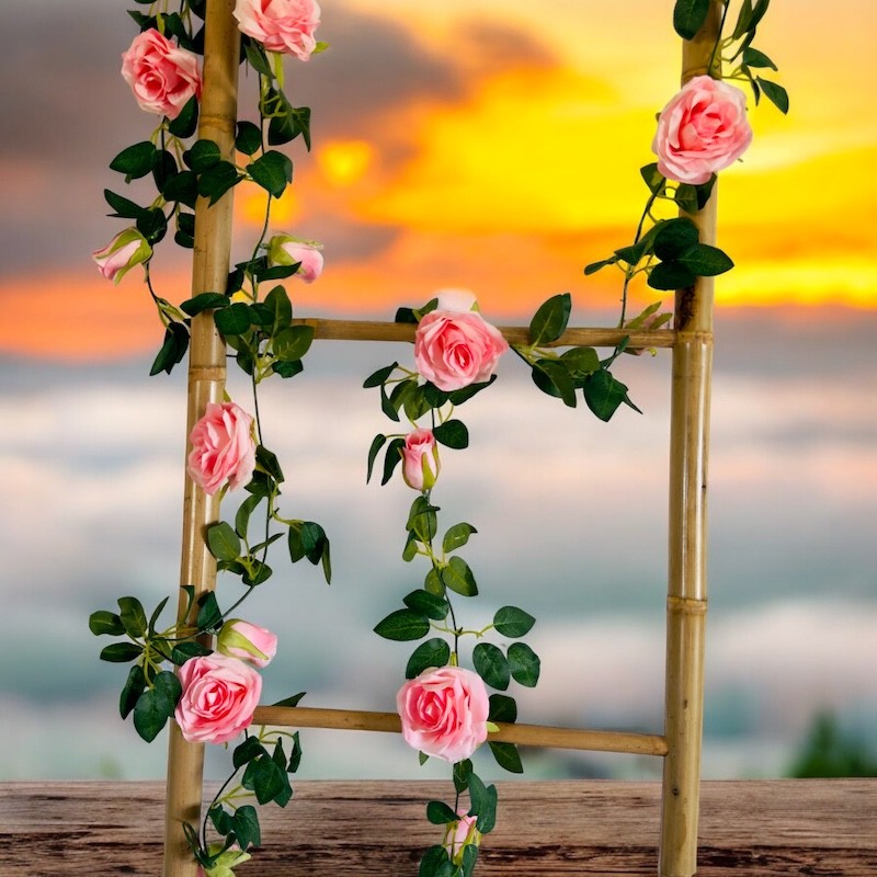 Roseranke, Rosa Nyanser