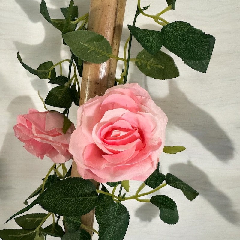 Roseranke, Rosa Nyanser