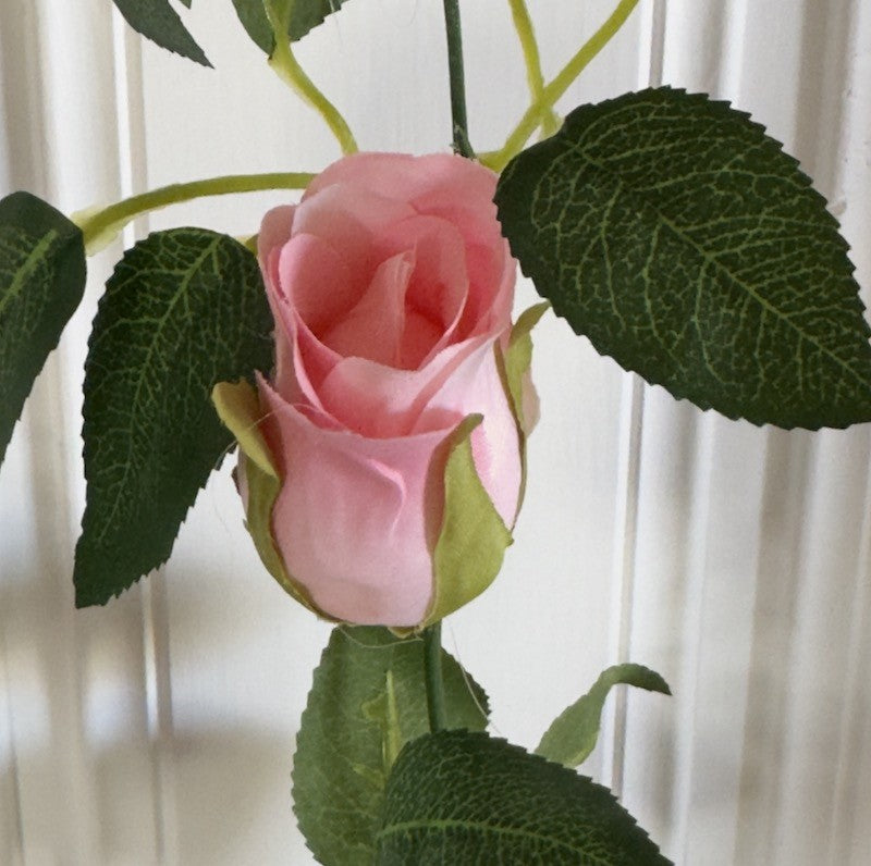 Roseranke, Rosa Nyanser