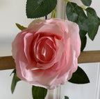 Roseranke, Rosa Nyanser