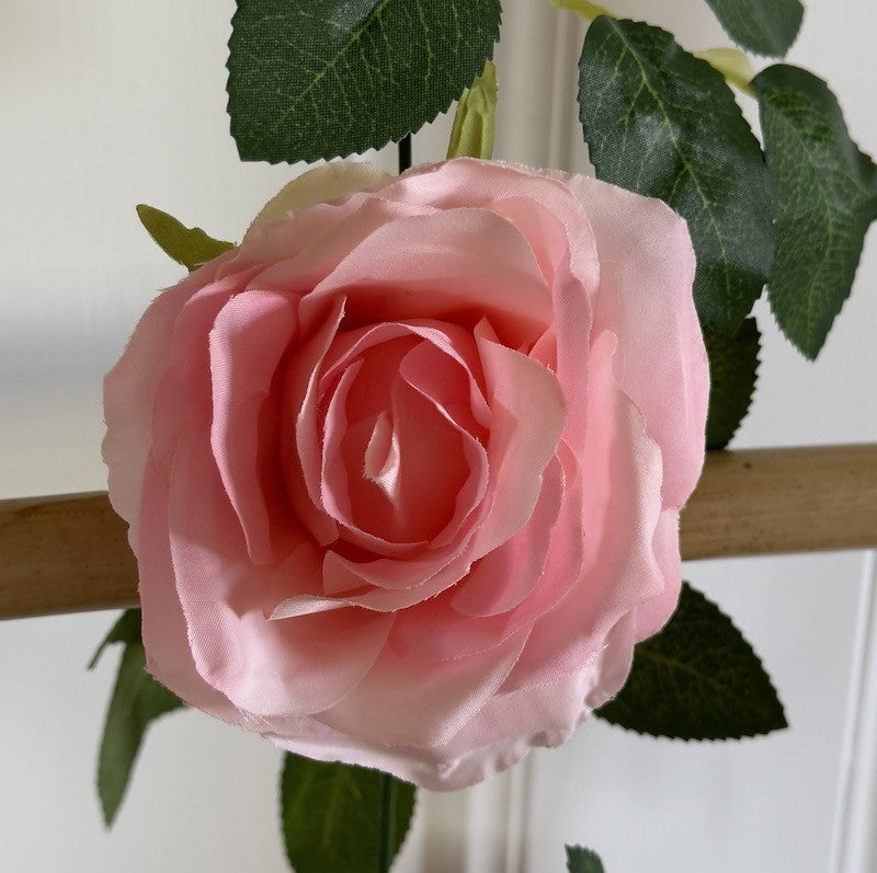 Roseranke, Rosa Nyanser