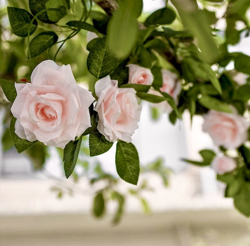 Roseranke, Dus Rosa