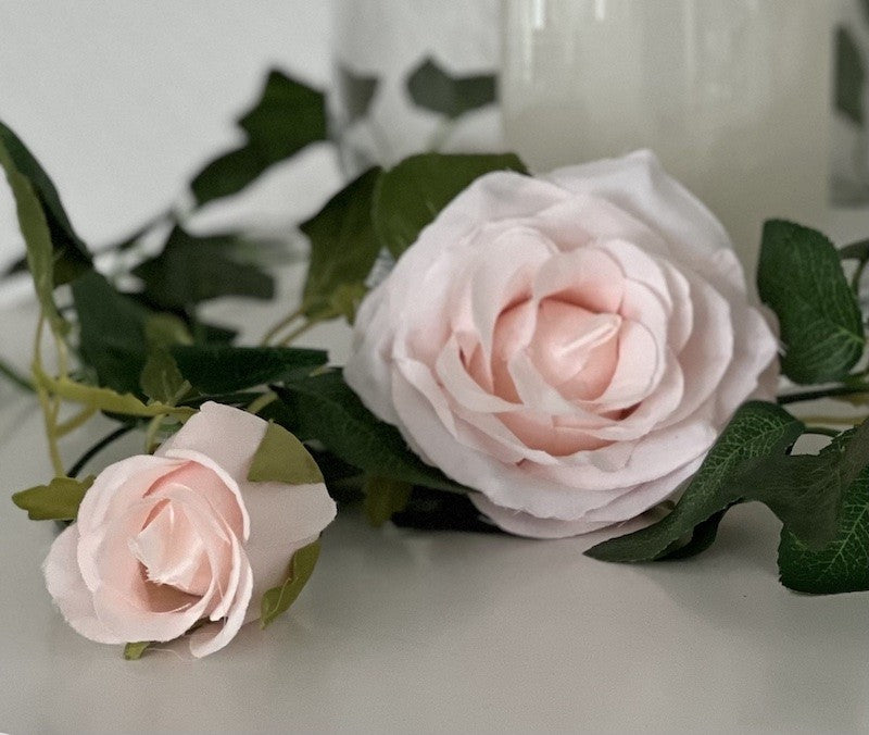 Roseranke, Dus Rosa