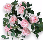 Roseranke, Rosa Hageroser