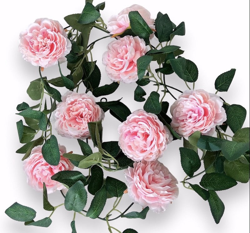 Roseranke, Rosa Hageroser