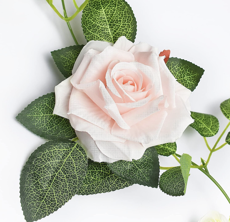 Roseranke, Dus Rosa