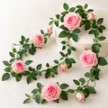 Roseranke, Rosa Nyanser